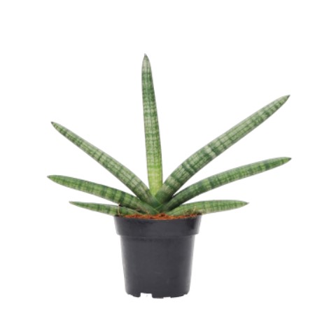 سانسوریا بونسل